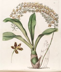 Illustration of Grammatophyllum scriptum var. scriptum (as syn. Grammatophyllum multiflorum var. tigrinum)